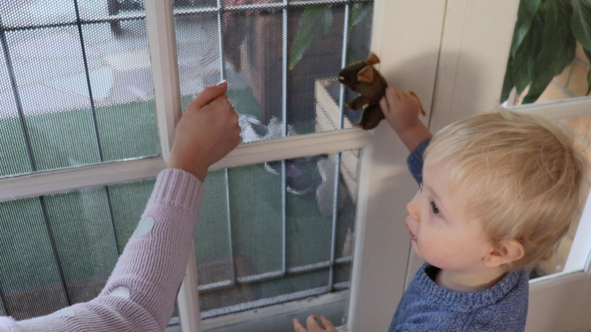 Somebody's Knocking at my Door Gumnut